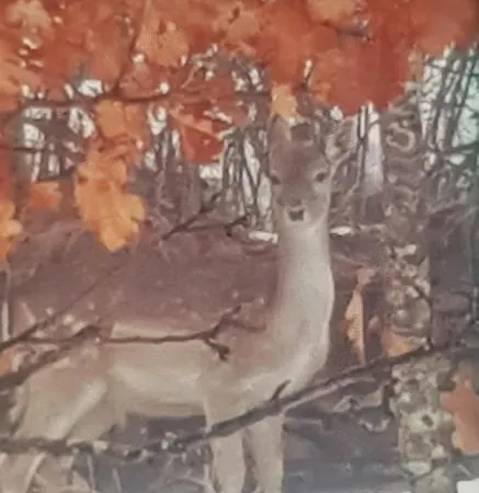 فندق مبيت وإفطار Avventura Zerba